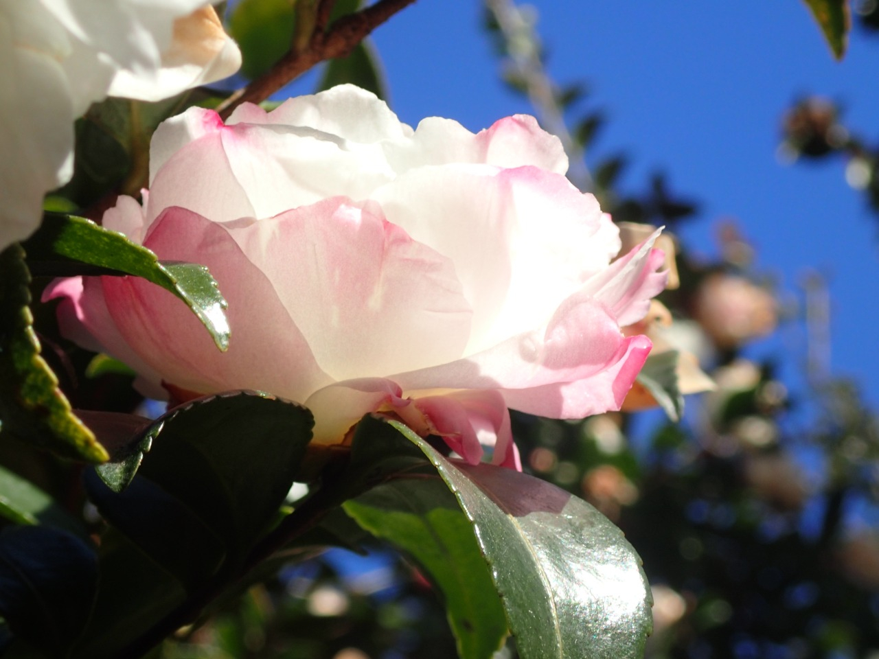 PC220763.JPG