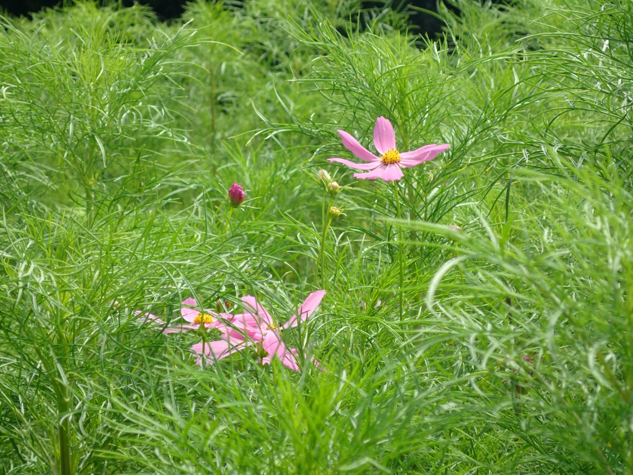 P7200390.JPG