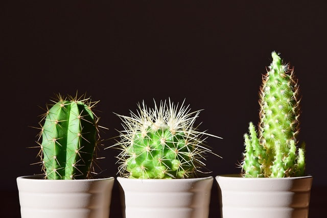 cactus-g90e3c9883_640-min.jpeg