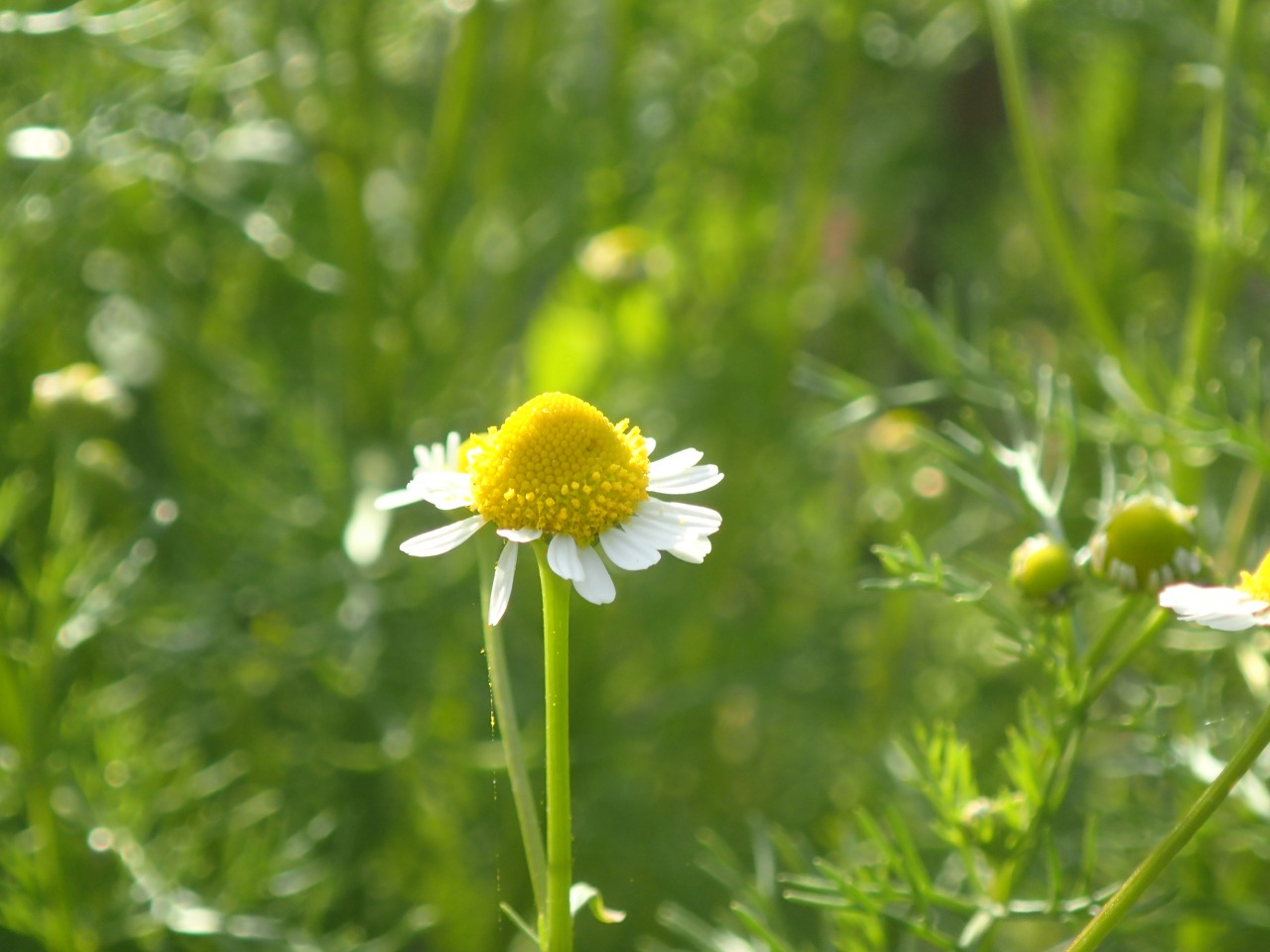 P4110377.JPG