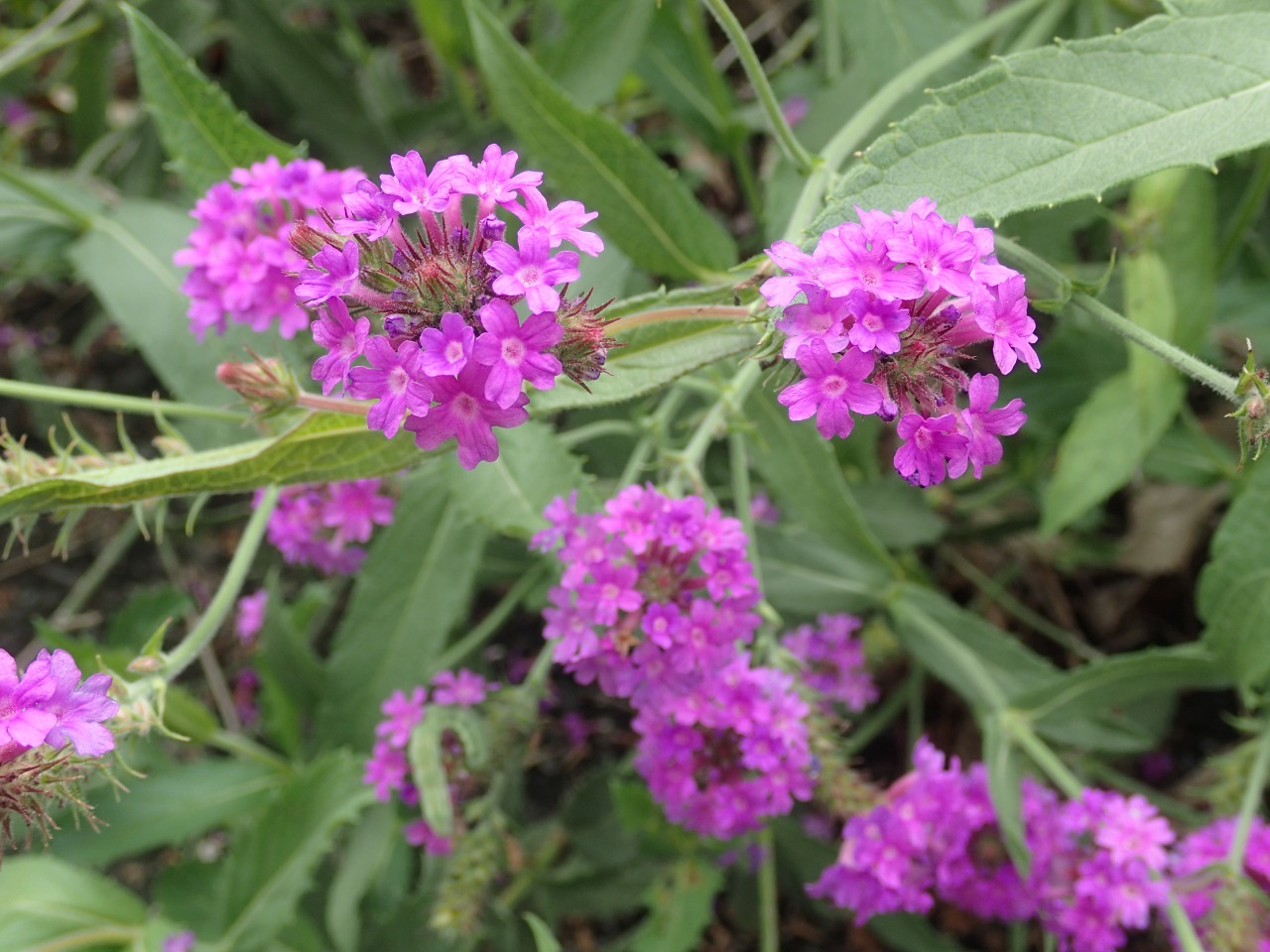 PA050331.JPG