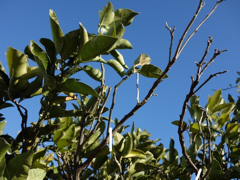 柚子枯れ枝は除去.jpg