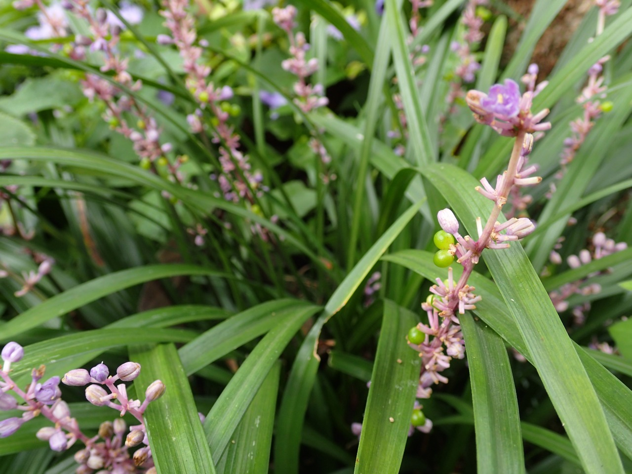 PA121157.JPG