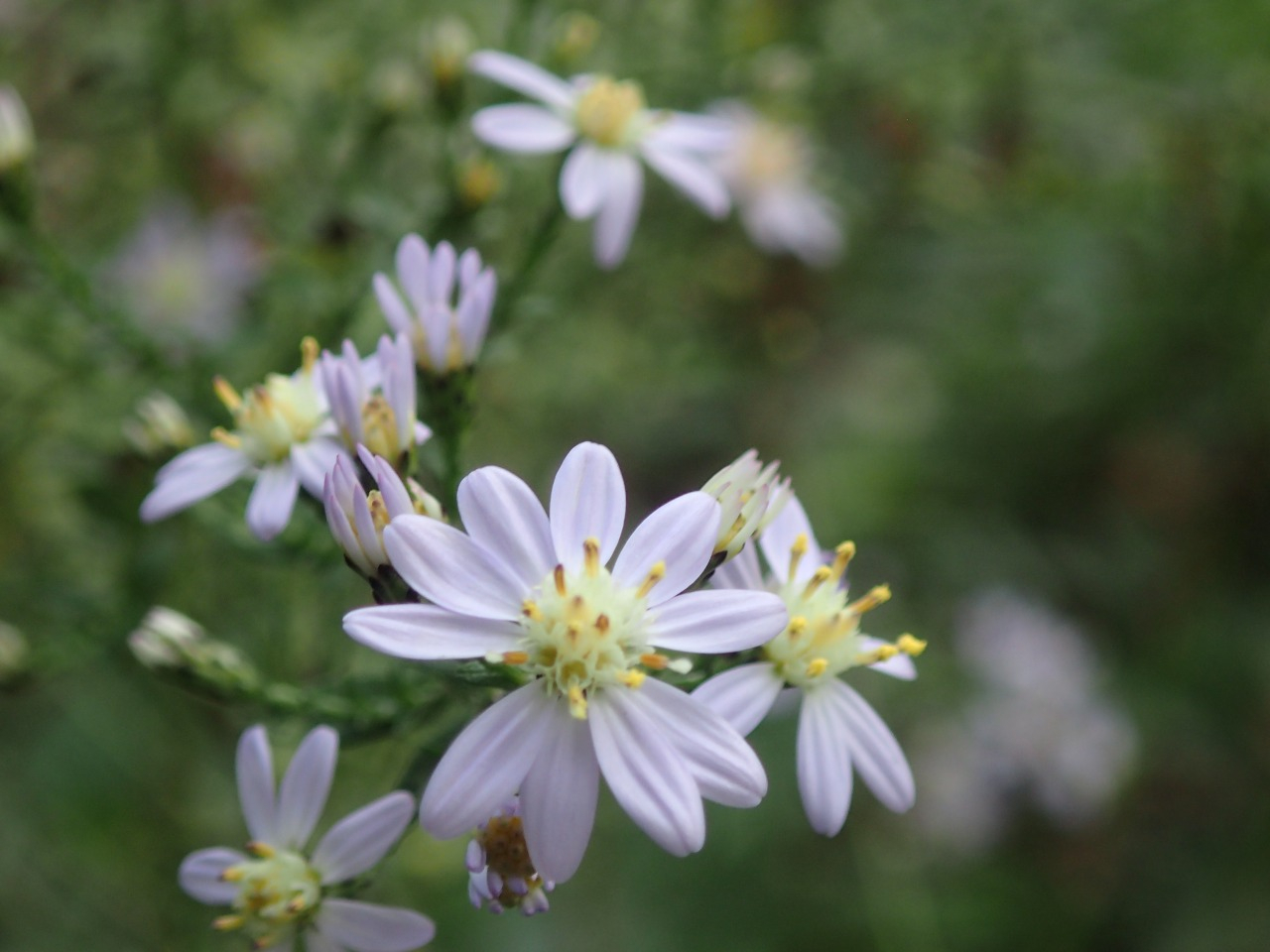 PA120367.JPG