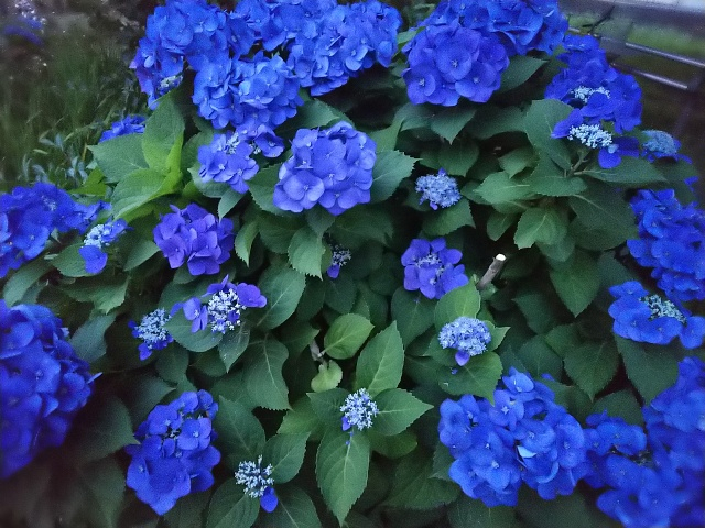 三和の近くの紫陽花１.JPG