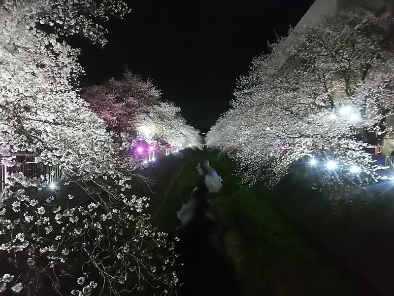 2025年の桜11.jpg