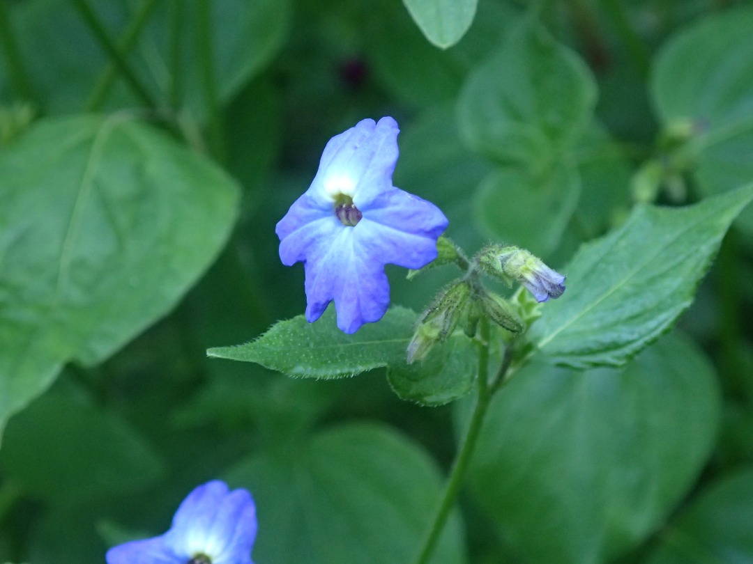 PA101429.JPG