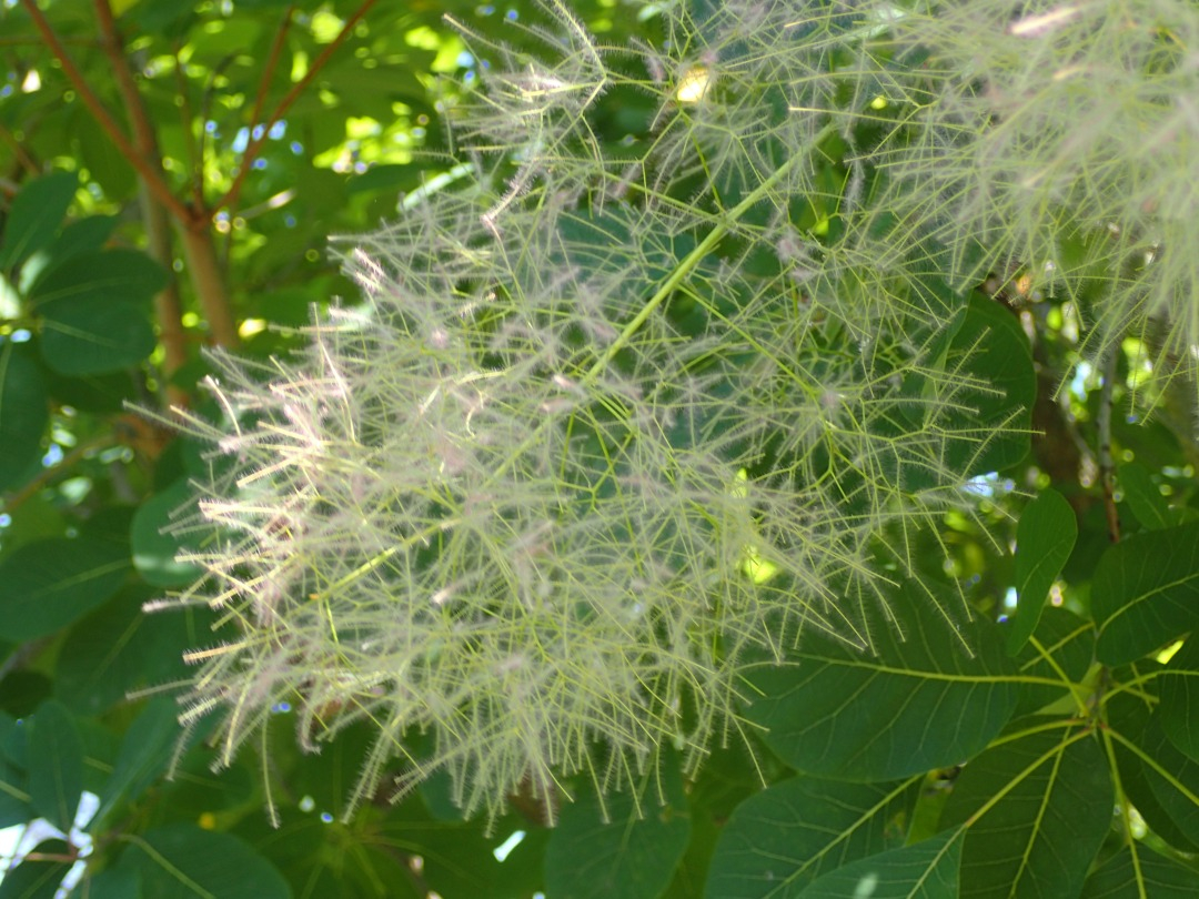 P5310060.JPG