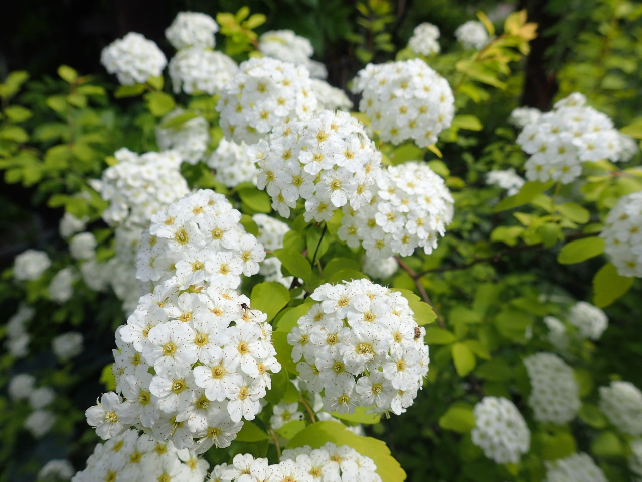 P4251073.JPG