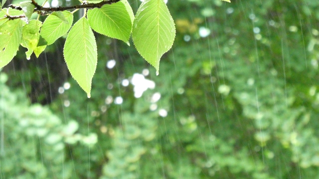 23938105_s-2.jpg