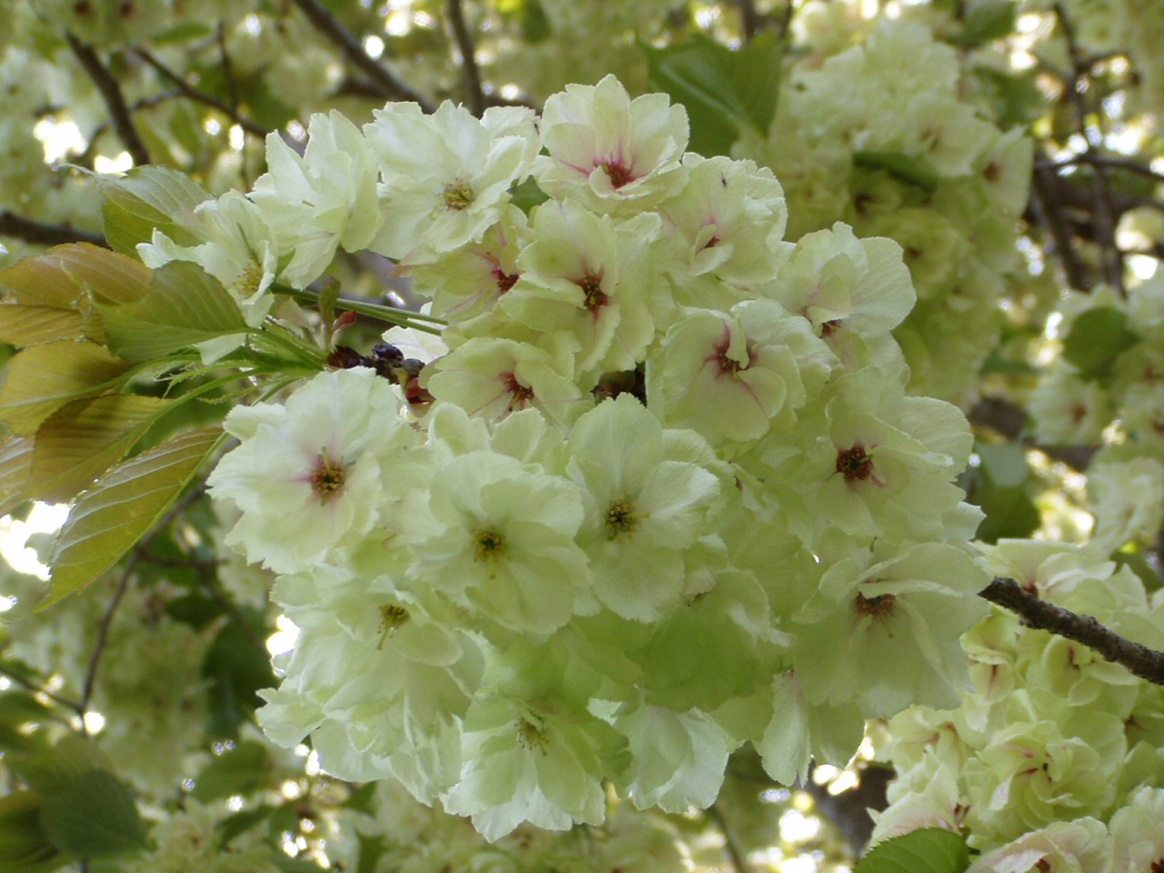 P1010014.JPG