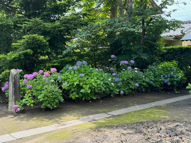 紫陽花.jpg