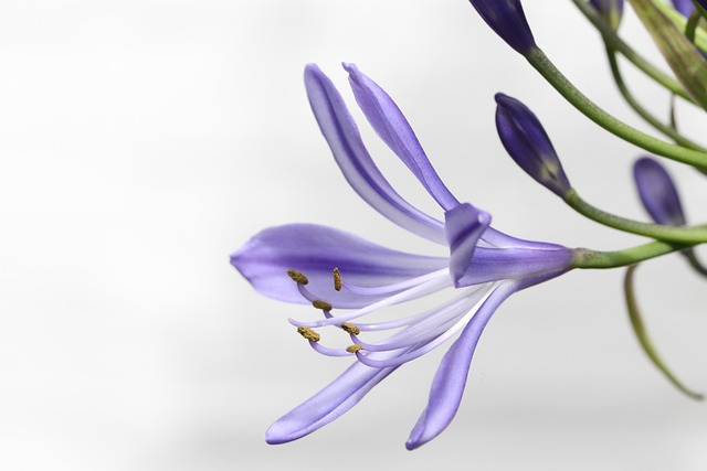 agapanthus-1465146_640.jpg