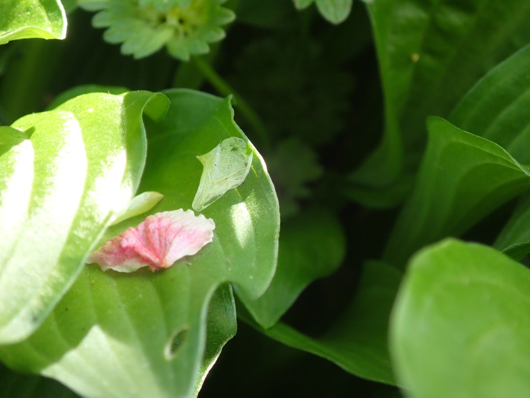 P4190571.JPG