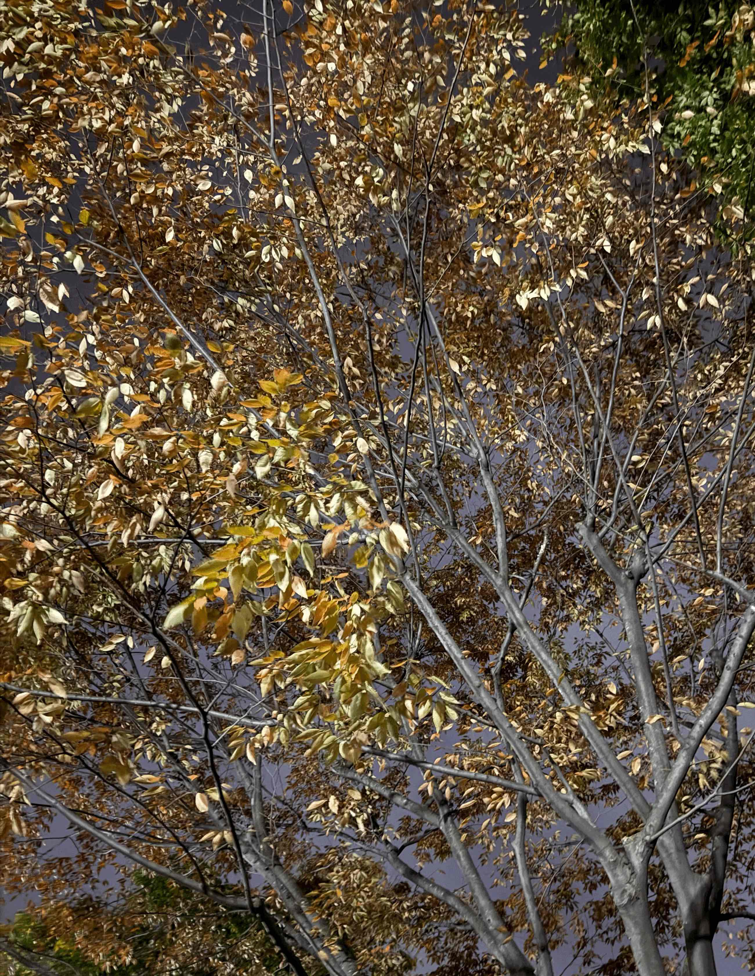 tempImagek7FQy1.gif