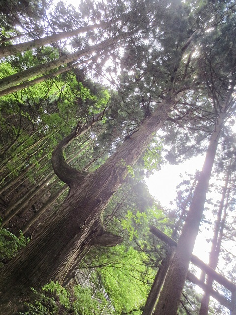 天狗の腰掛け杉.jpg