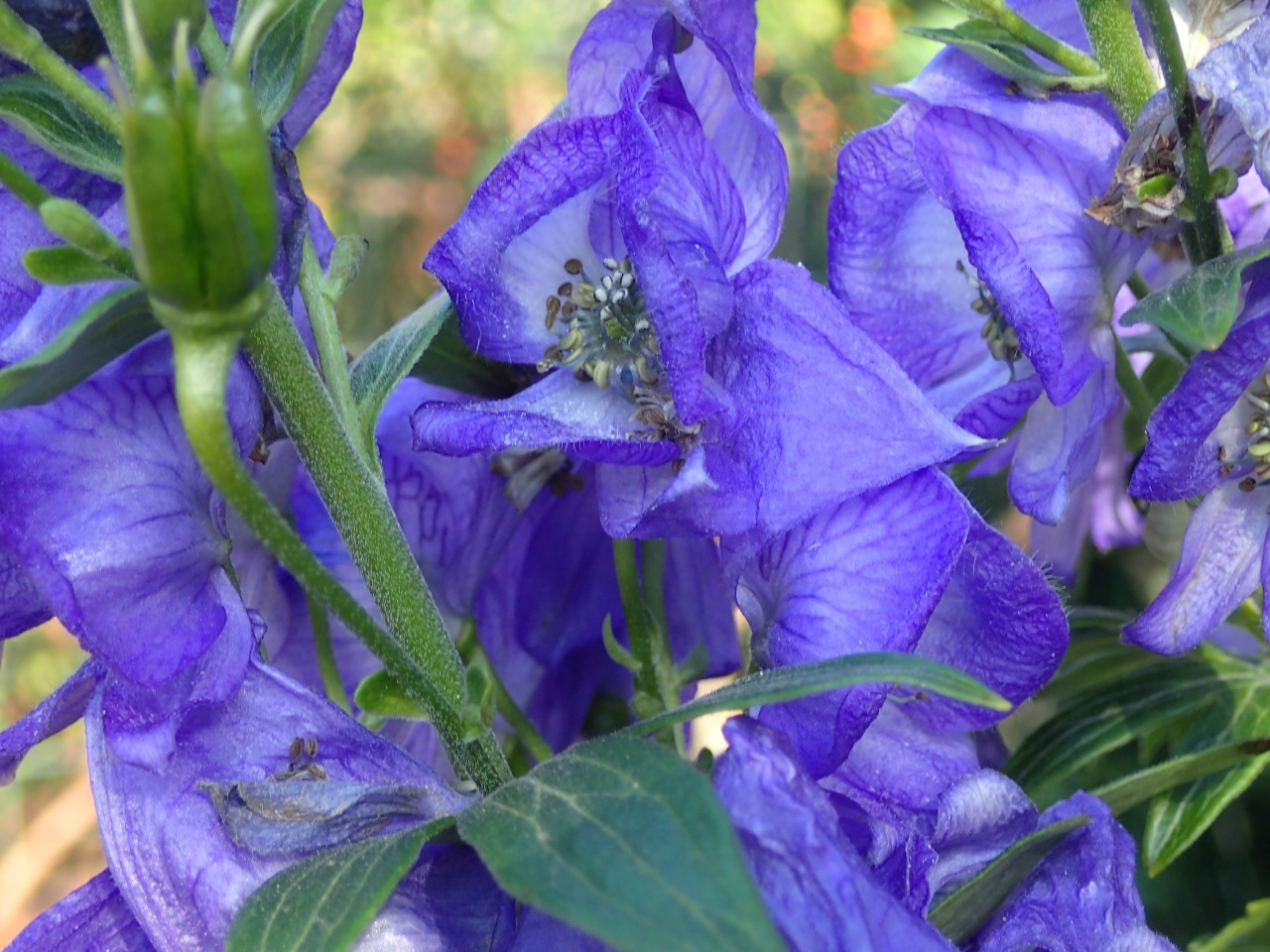 PB160173.JPG