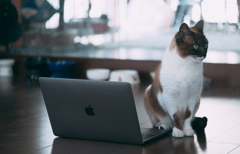 nekocatIMGL63871991_TP_V4.jpg