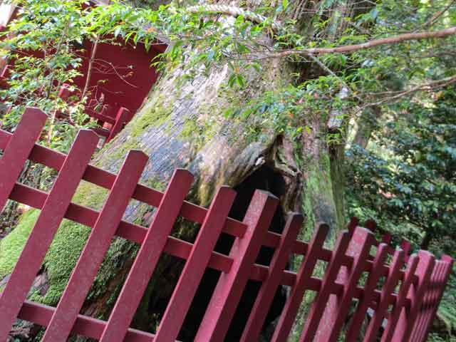 箱根神社_安産杉.jpg