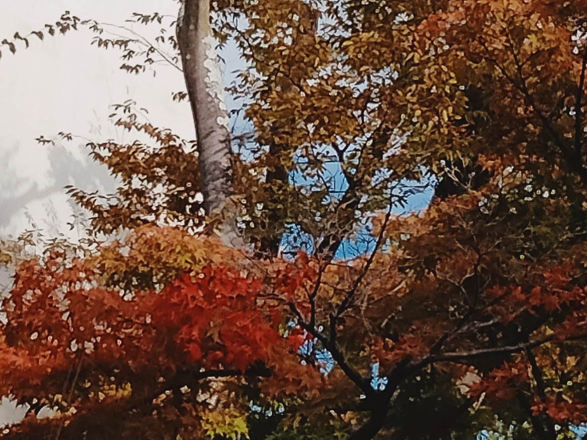 IMG20221013081749.jpg
