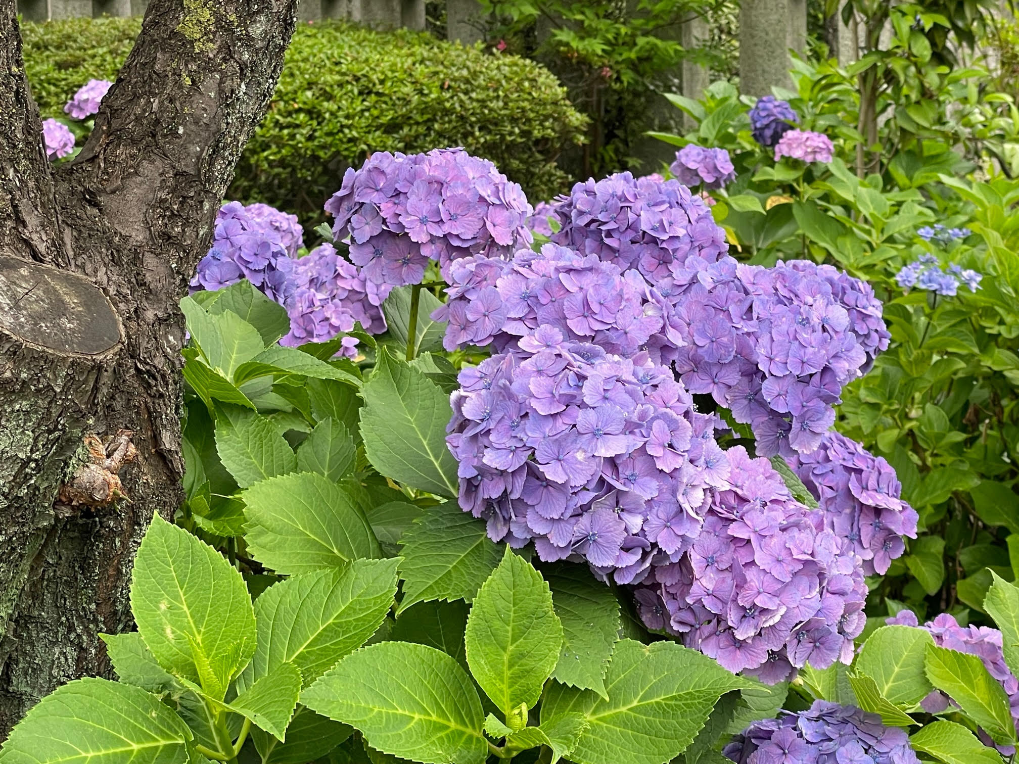 紫陽花①.jpg