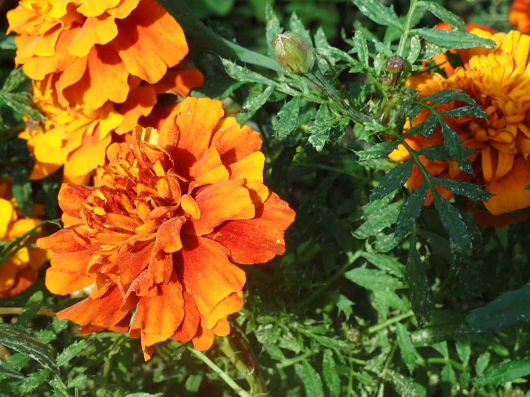 PB170571.JPG