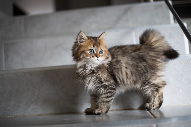 獣医師解説 猫キシリトール中毒 症状 原因 治療法 犬 猫専門獣医師そらん Coconalaブログ