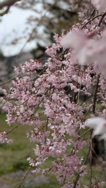 PXL_20260405_023008504.PORTRAIT (1).jpg