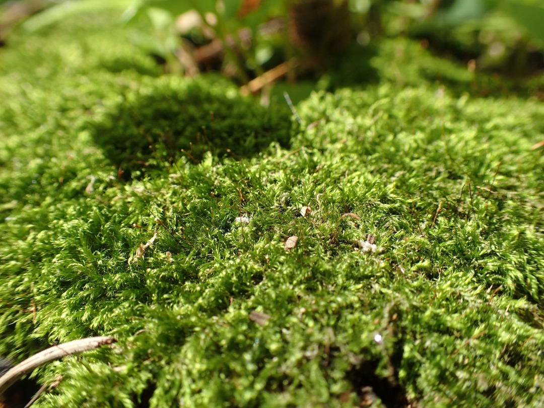 P5310480.JPG