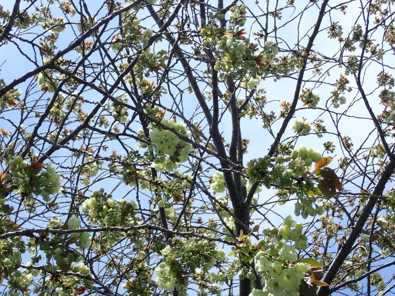 P4130068.JPG