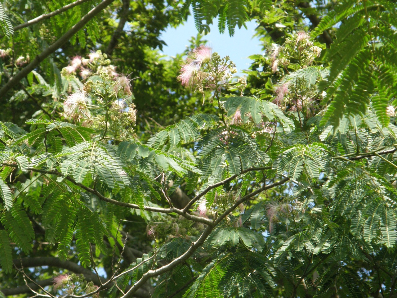 P6280006.JPG