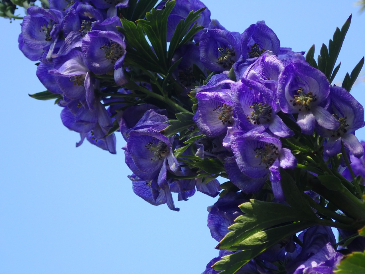 PB160163.JPG
