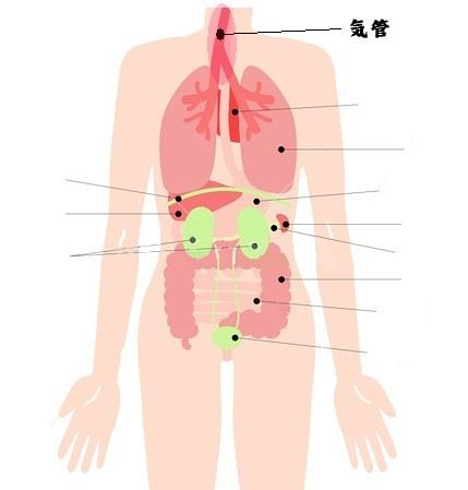 気管.jpg