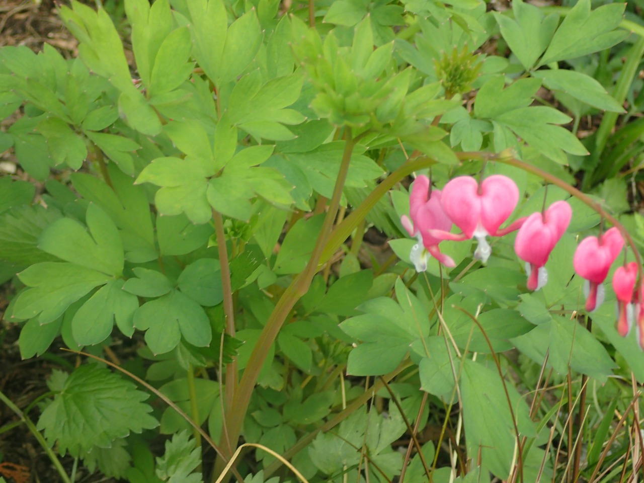 P4120123.JPG