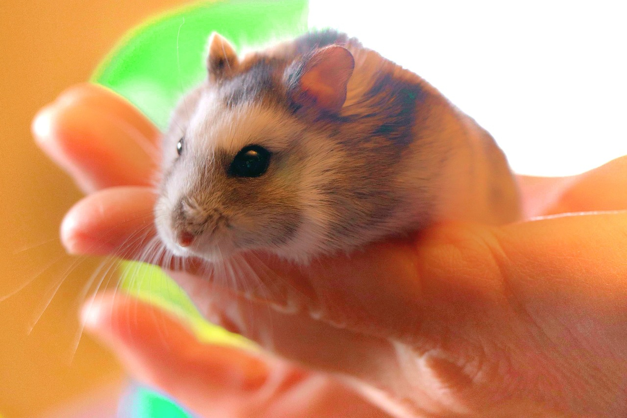hamster-4007830_1280.jpg