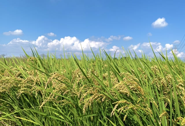 青空と稲穂.jpg