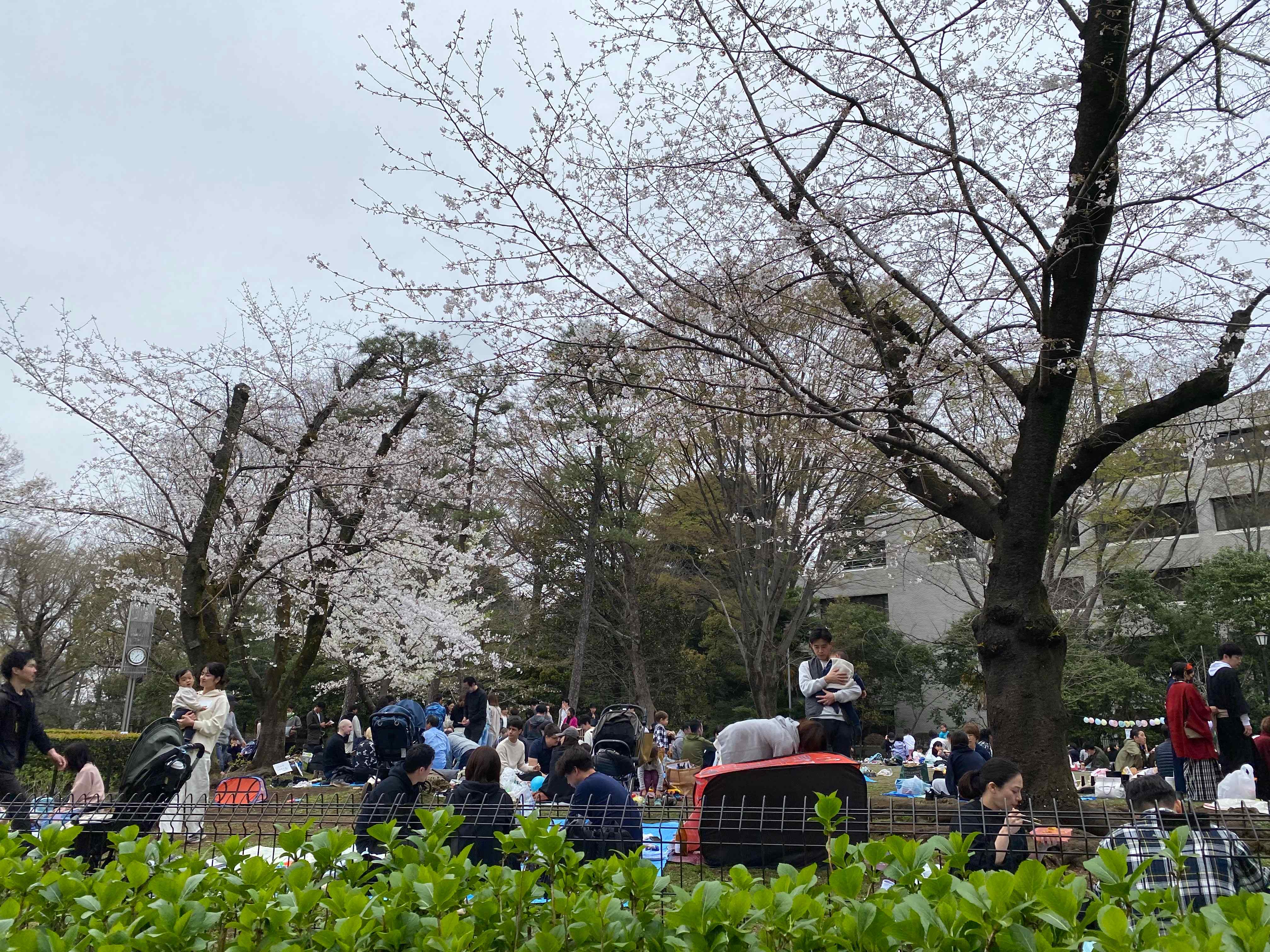 有栖川公園の花見.jpg