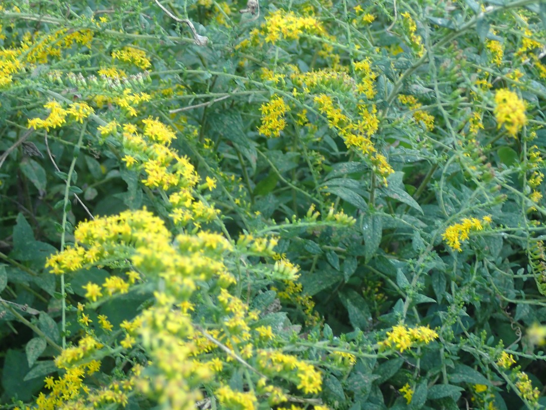 PA101631.JPG