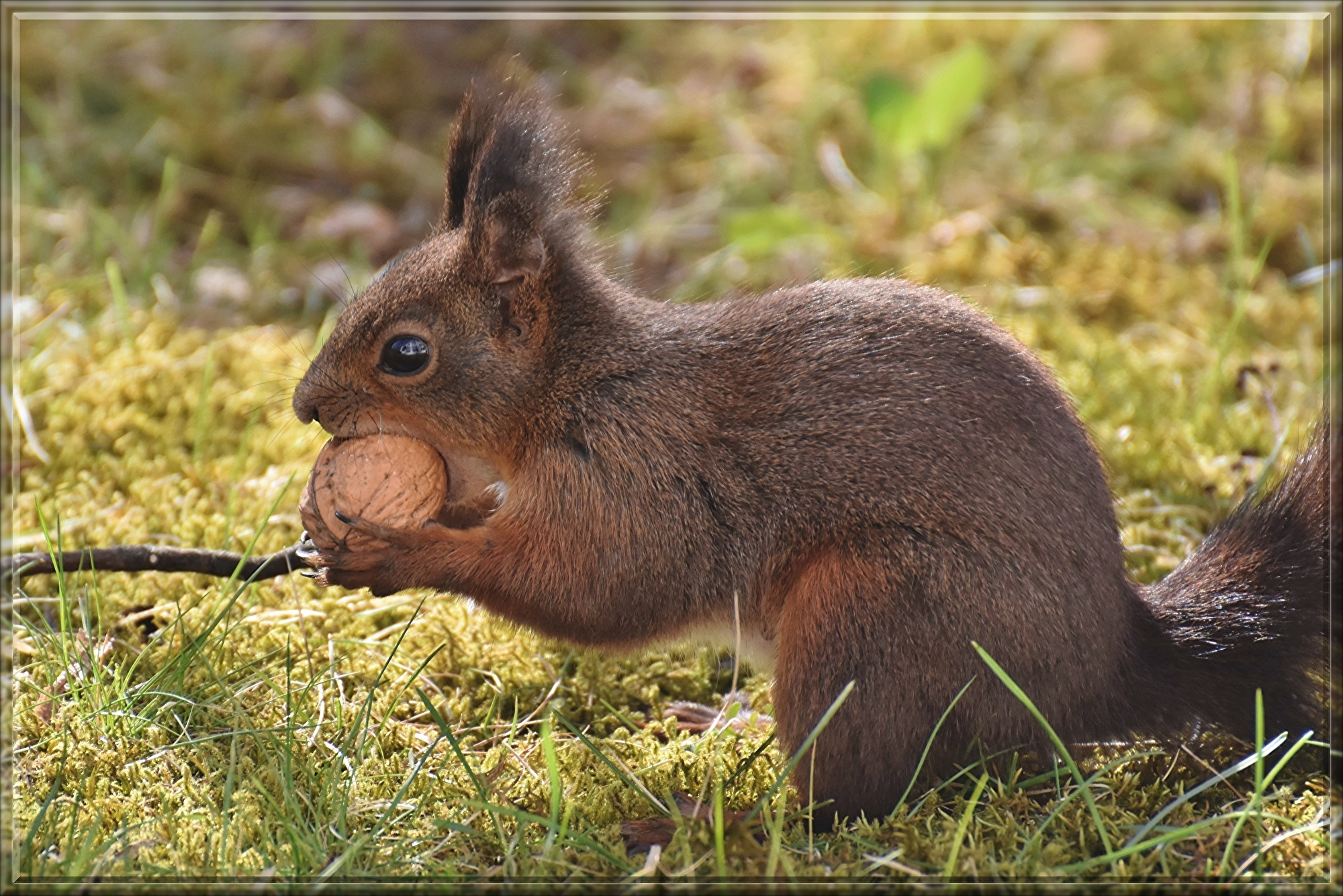 squirrel-7129453.jpg