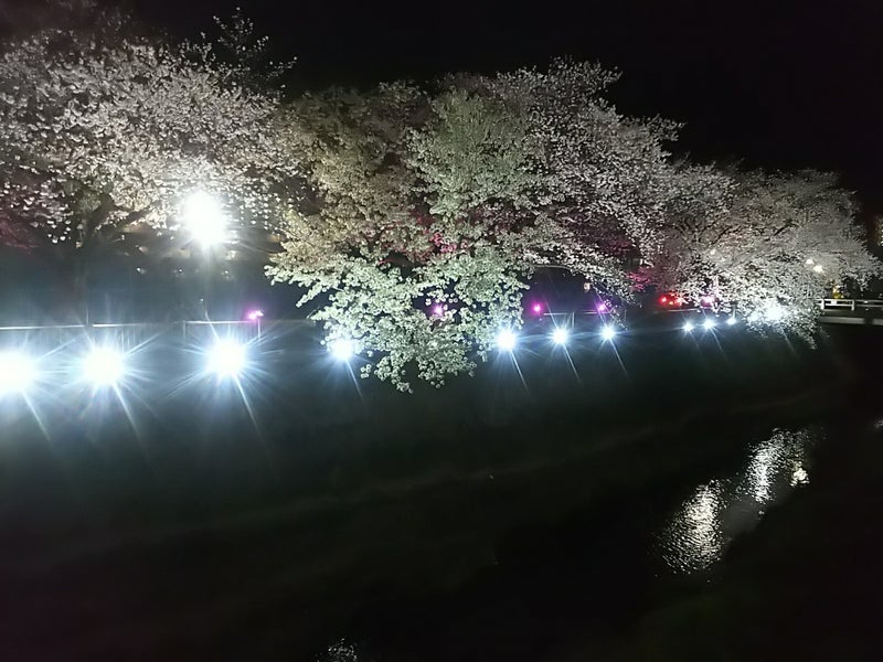 2025年の桜13.jpg