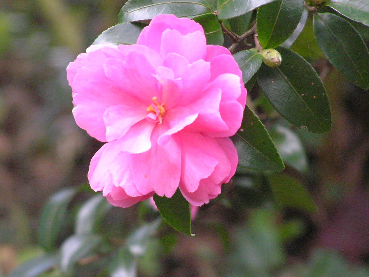 PA260086.JPG