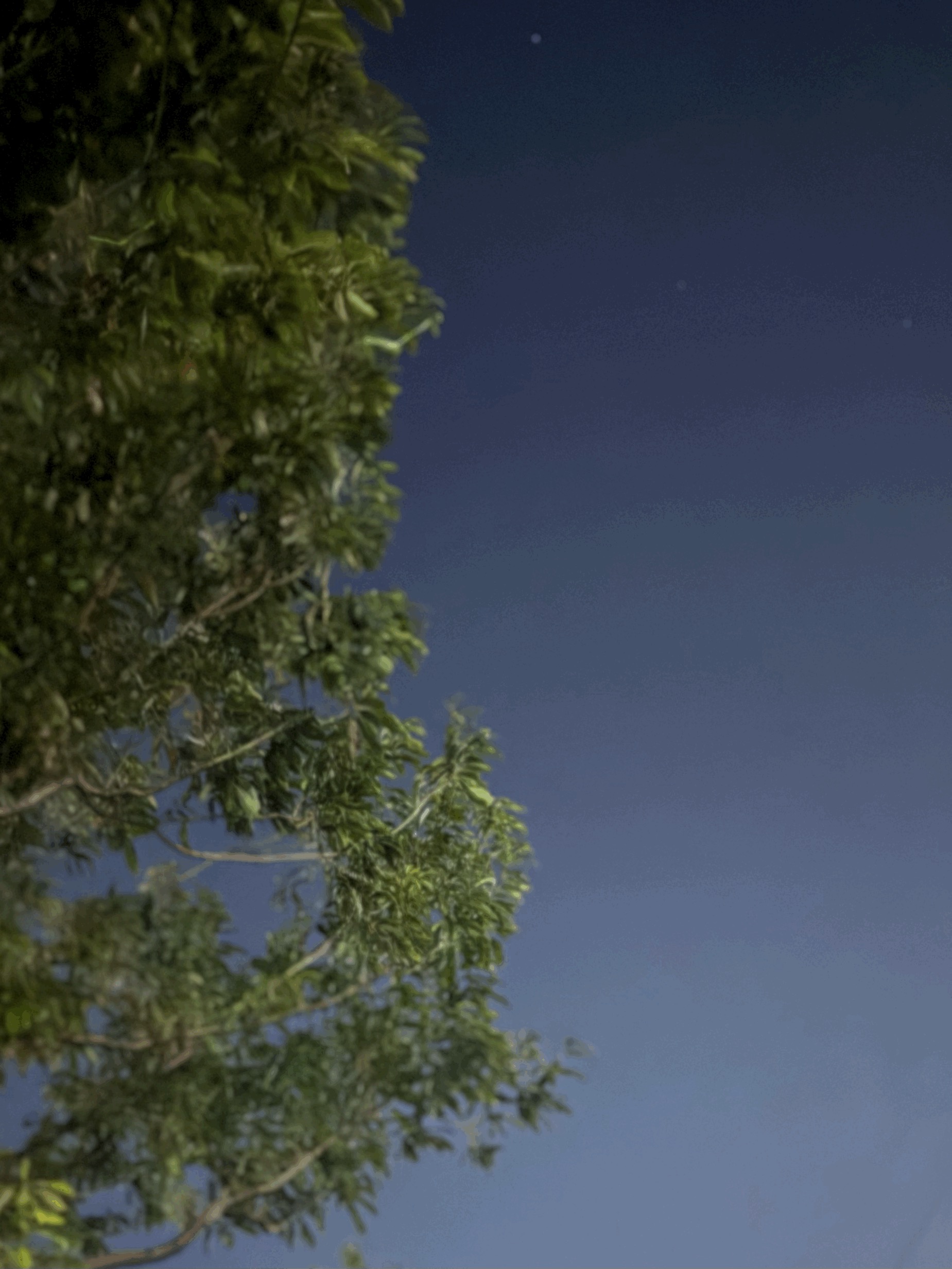tempImage8oVTF5.gif