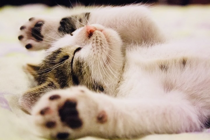 猫５.png
