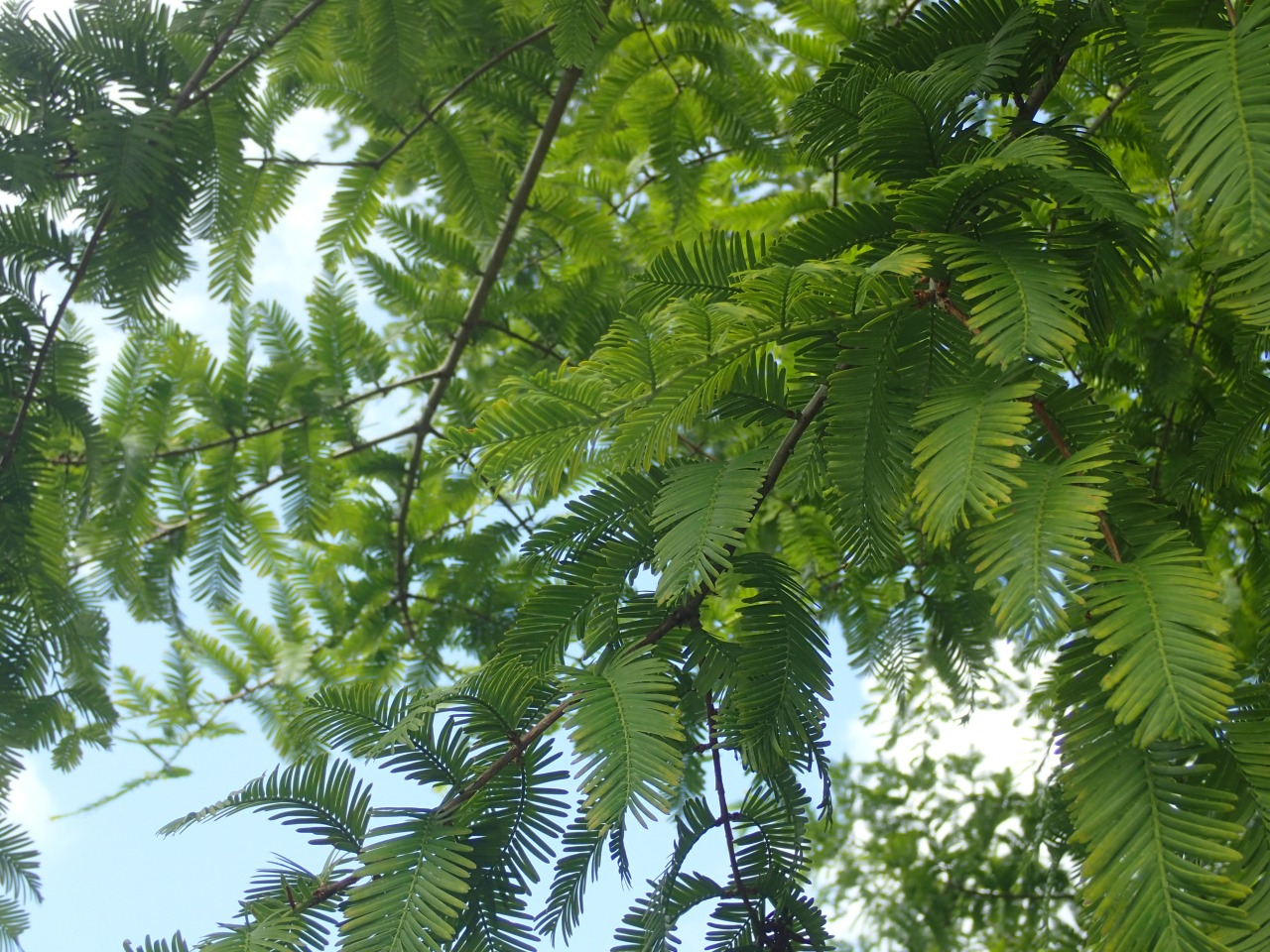 P7220764.JPG