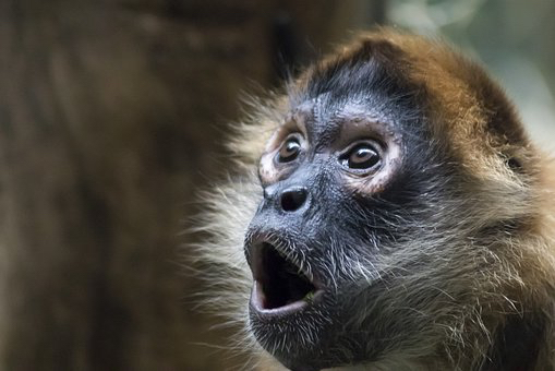 monkey-4839012__340.jpg