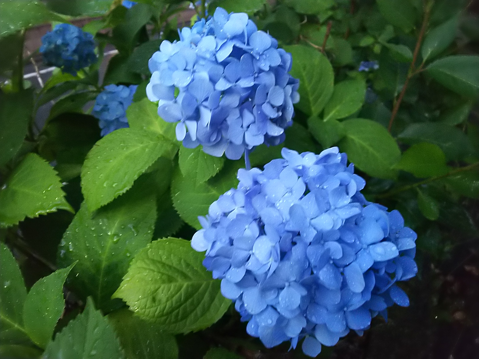 紫陽花2.JPG