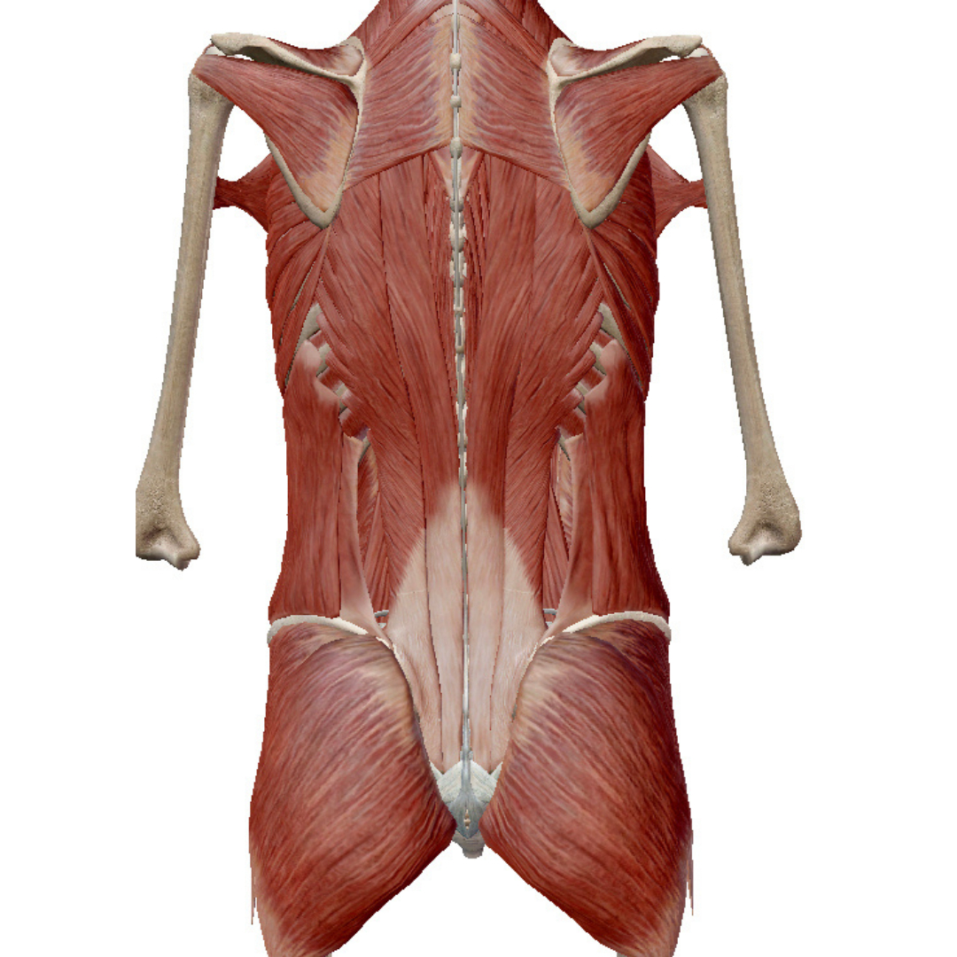 名称未設定のデザイン (4).png