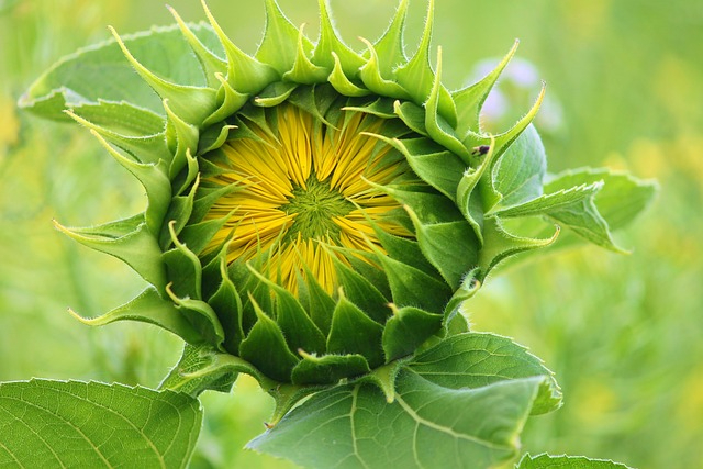 sunflower-3536155_640.jpg