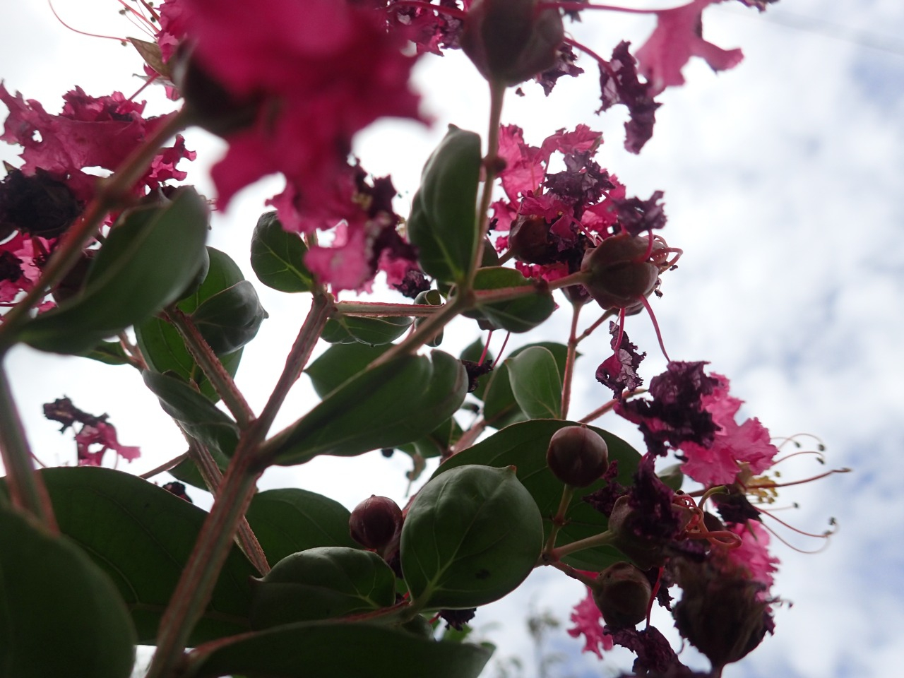PA050243.JPG