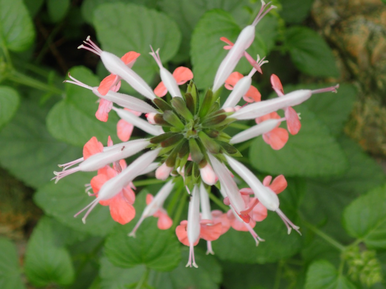 PA260629.JPG